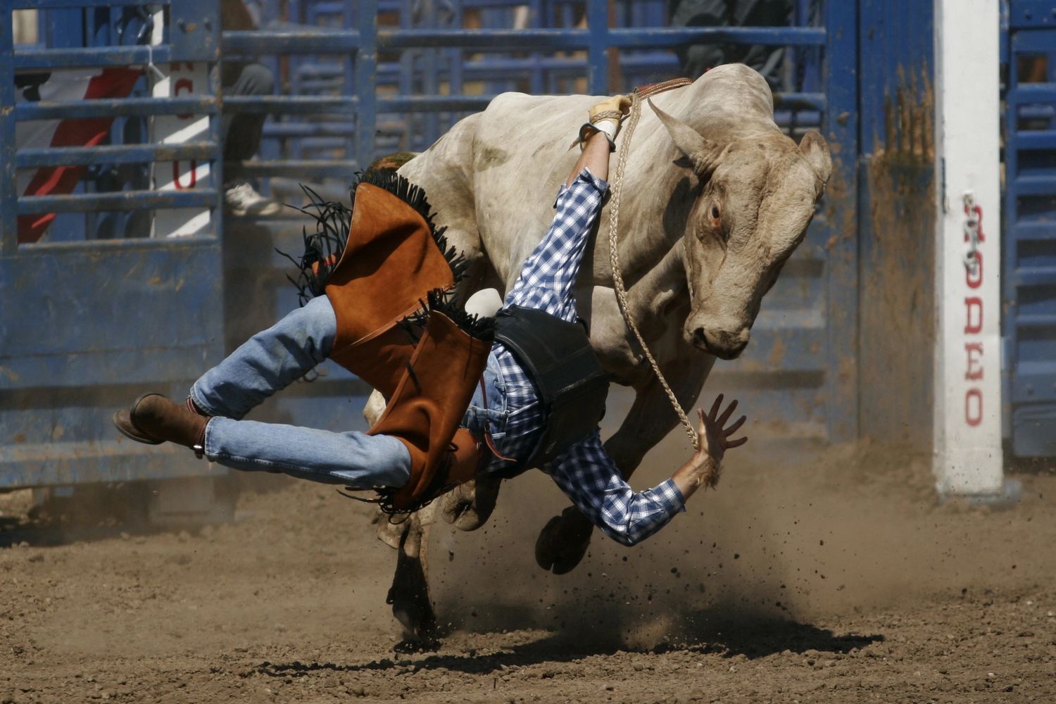 A rodeo cowboy is thrown off a bucking bull in the arena.
