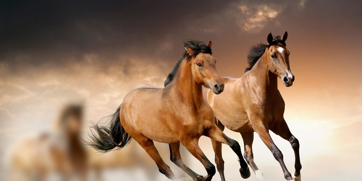 Two brown horses running under a moody sky.