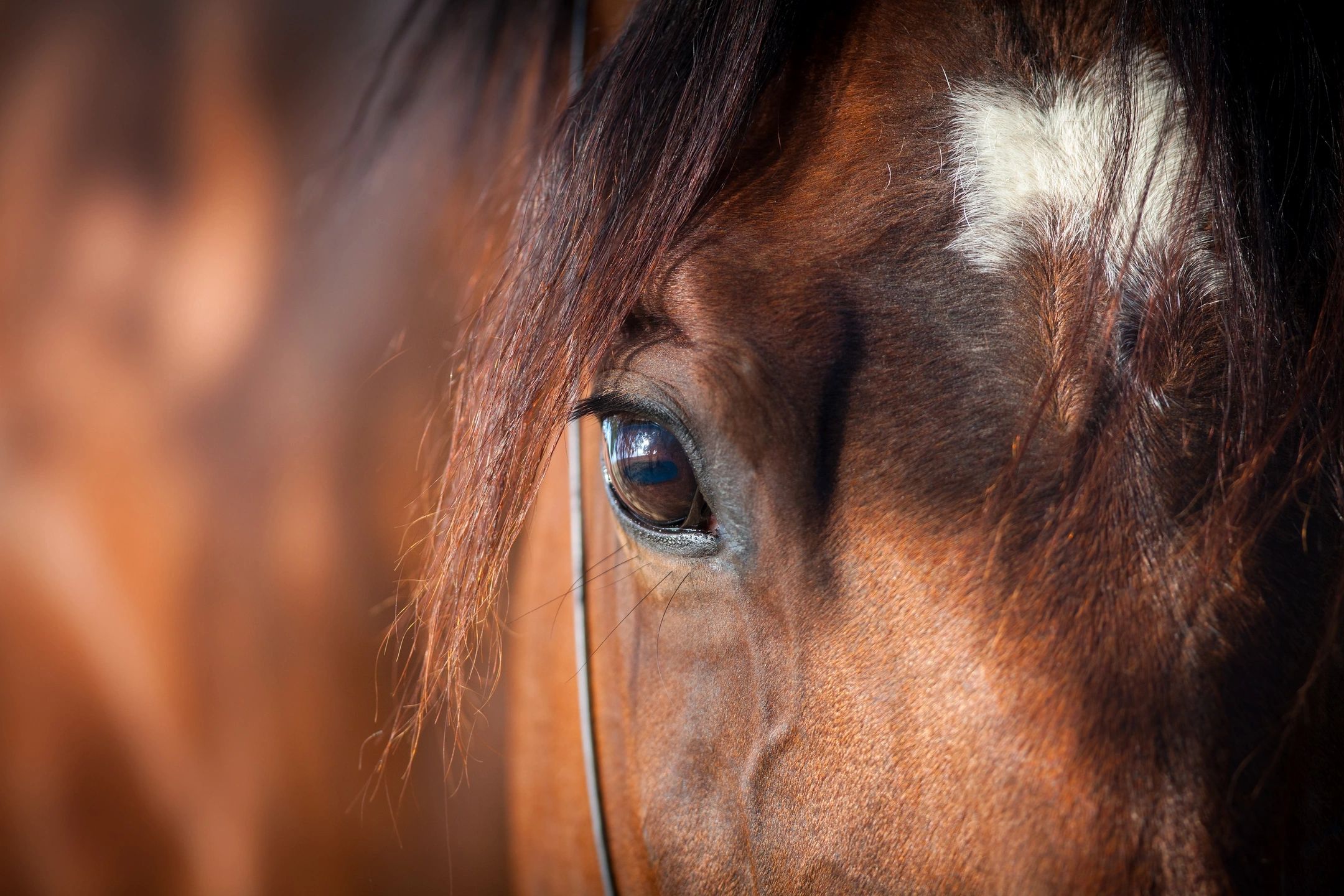 Close up of a horse's eye.