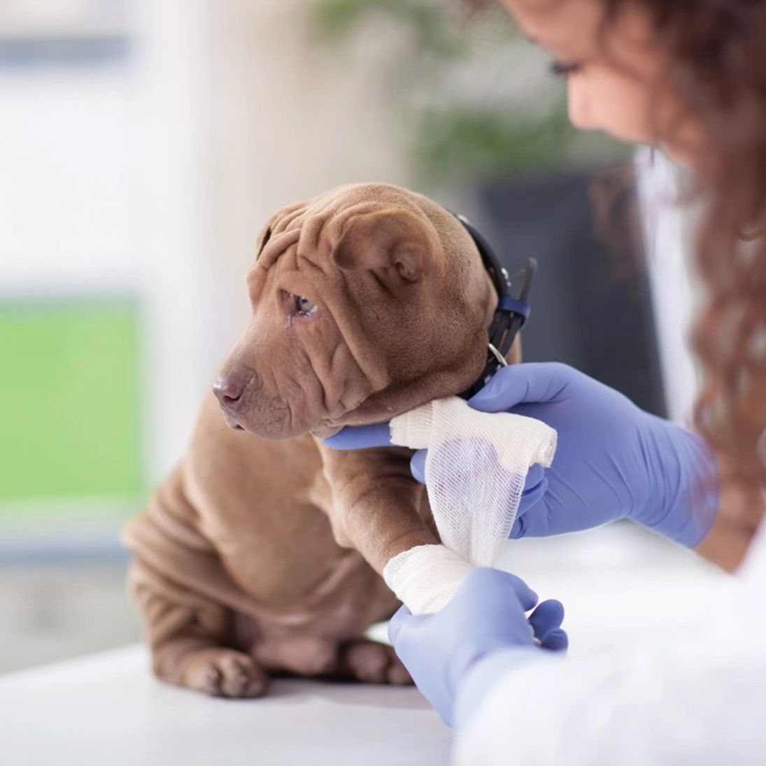 Eastland Animal Clinic