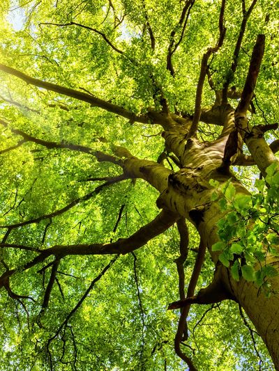 Sunlight streaming through tree branches