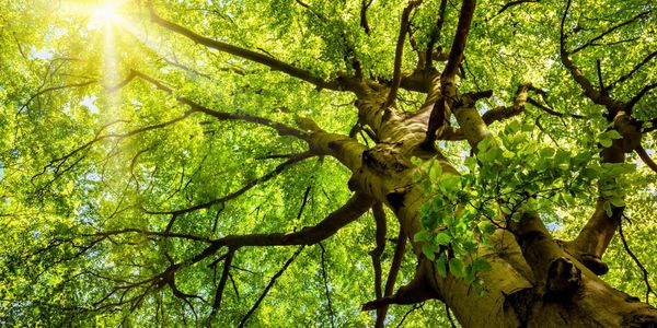 looking up at tree