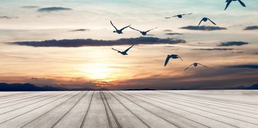 Soothing photograph of birds flying