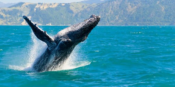 A humpback whale breaching the ocean near a mountainous coastline.