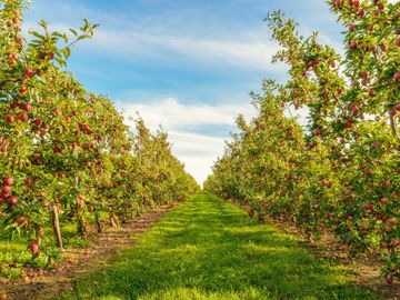 Honeycrisp Apple – Lautenbach's Orchard Country