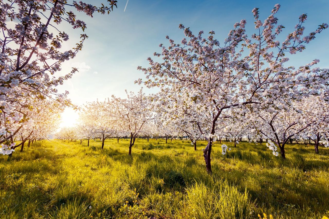 A tree farm show beautifully bloomed flowers on each tree.