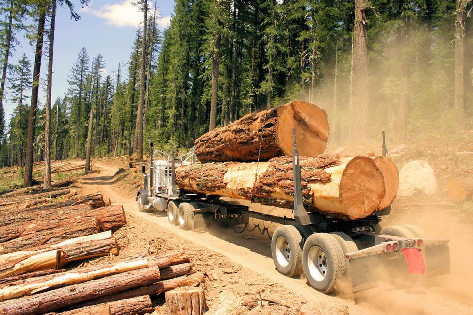 Columbia Timber Company Land Management, Biomass Harvesting