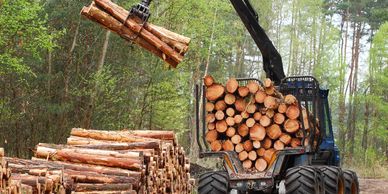 Machine land Clearing by tree guys 330 tree services 