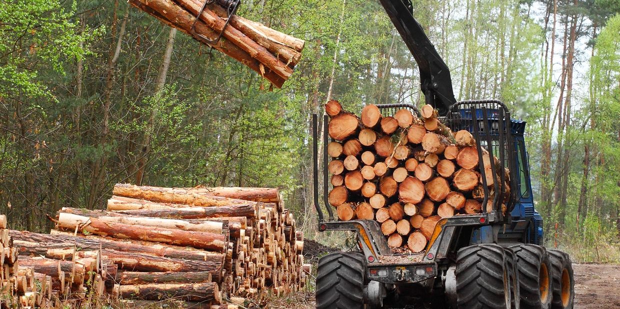 Logging machine lifting cut trees from a stack of logs