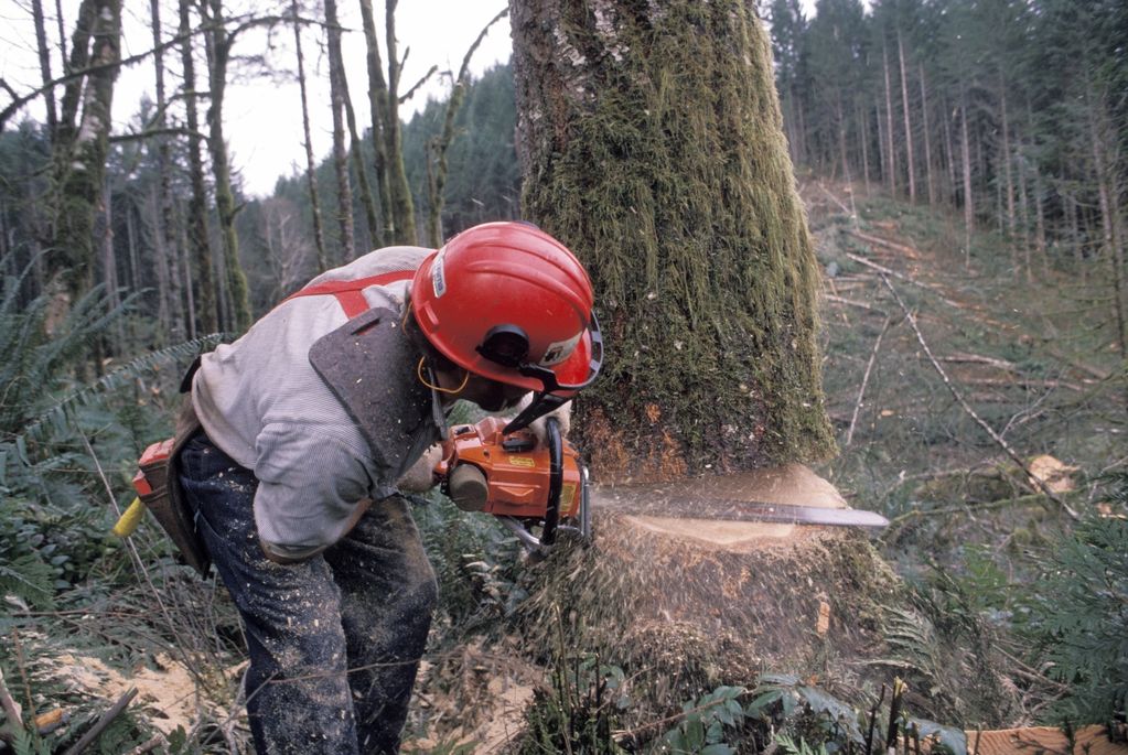 A lumberjack cutting down a large mossy tree with a chainsaw in a forest.