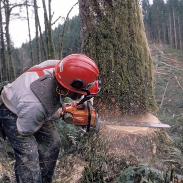 Tree surgery with chainsaw