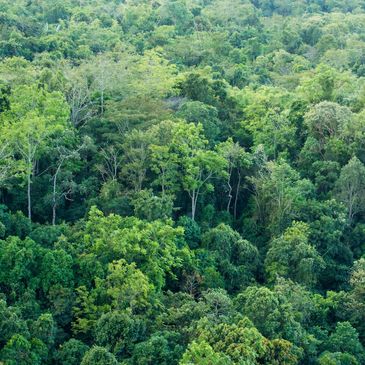Dense green forest canopy.