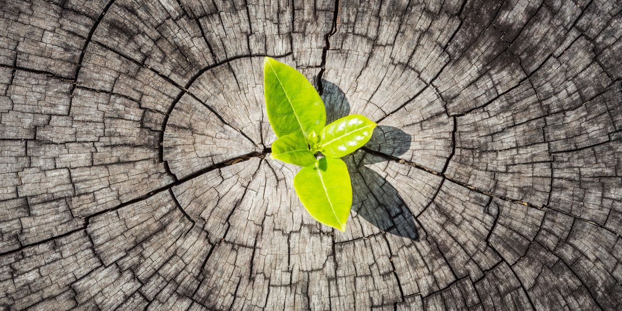 Plant growing in stump representing the difficulty and struggle of life transitions and change.