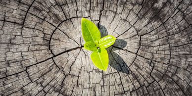 new leaves sprouting from an old stump