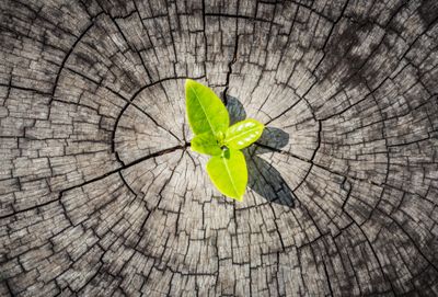 Baby tree growing out of an old stump