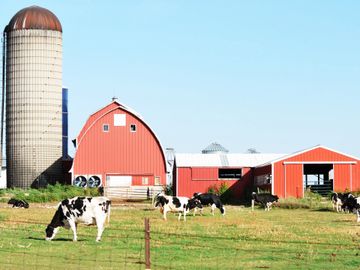 Dairy Farm