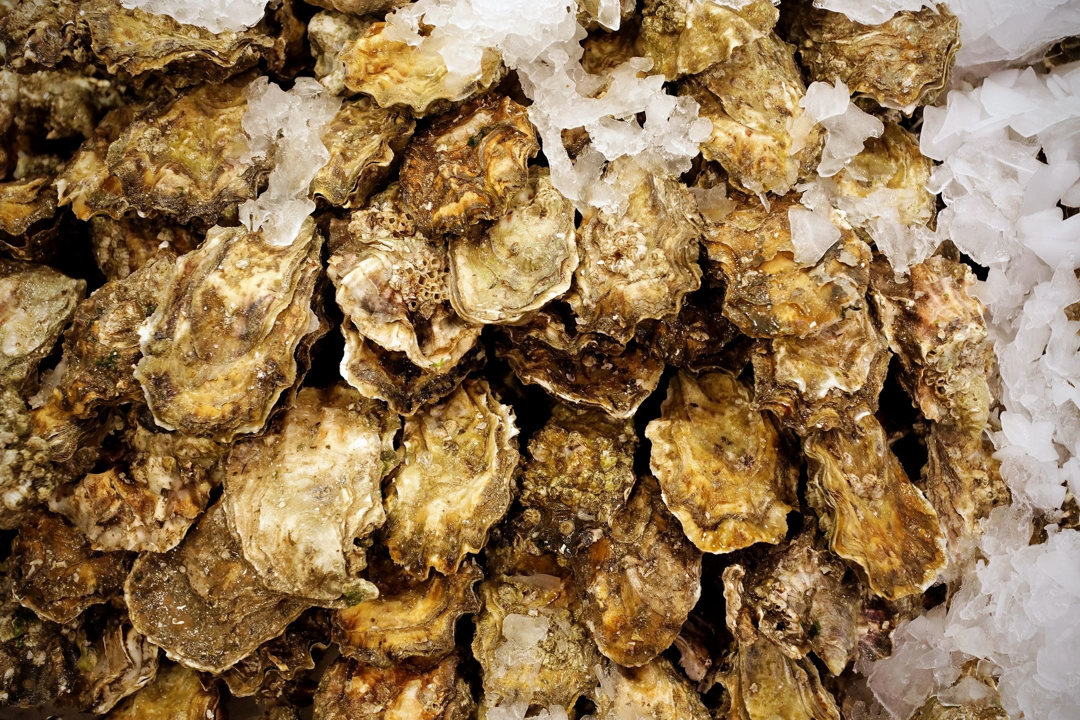 Best Oyster Bar in Town - Oyster Shooters Raw Bar