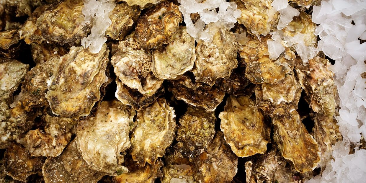 Oysters