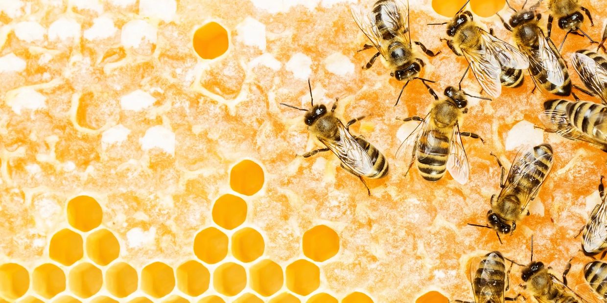 Honeybees working on honeycomb cells filled with golden honey.