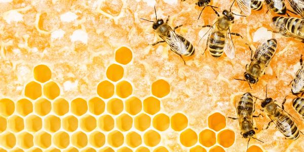 Nature's miracle workers, the makers of honey & propolis.