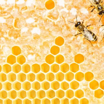 honey bees wax Comb