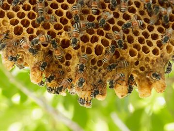 Bee removal in Prescott, Prescott Valley, Chino Valley, Yavapai County