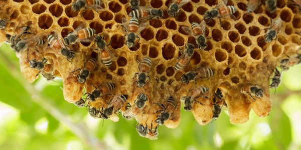 What is Honeycomb?- Carolina Honeybees