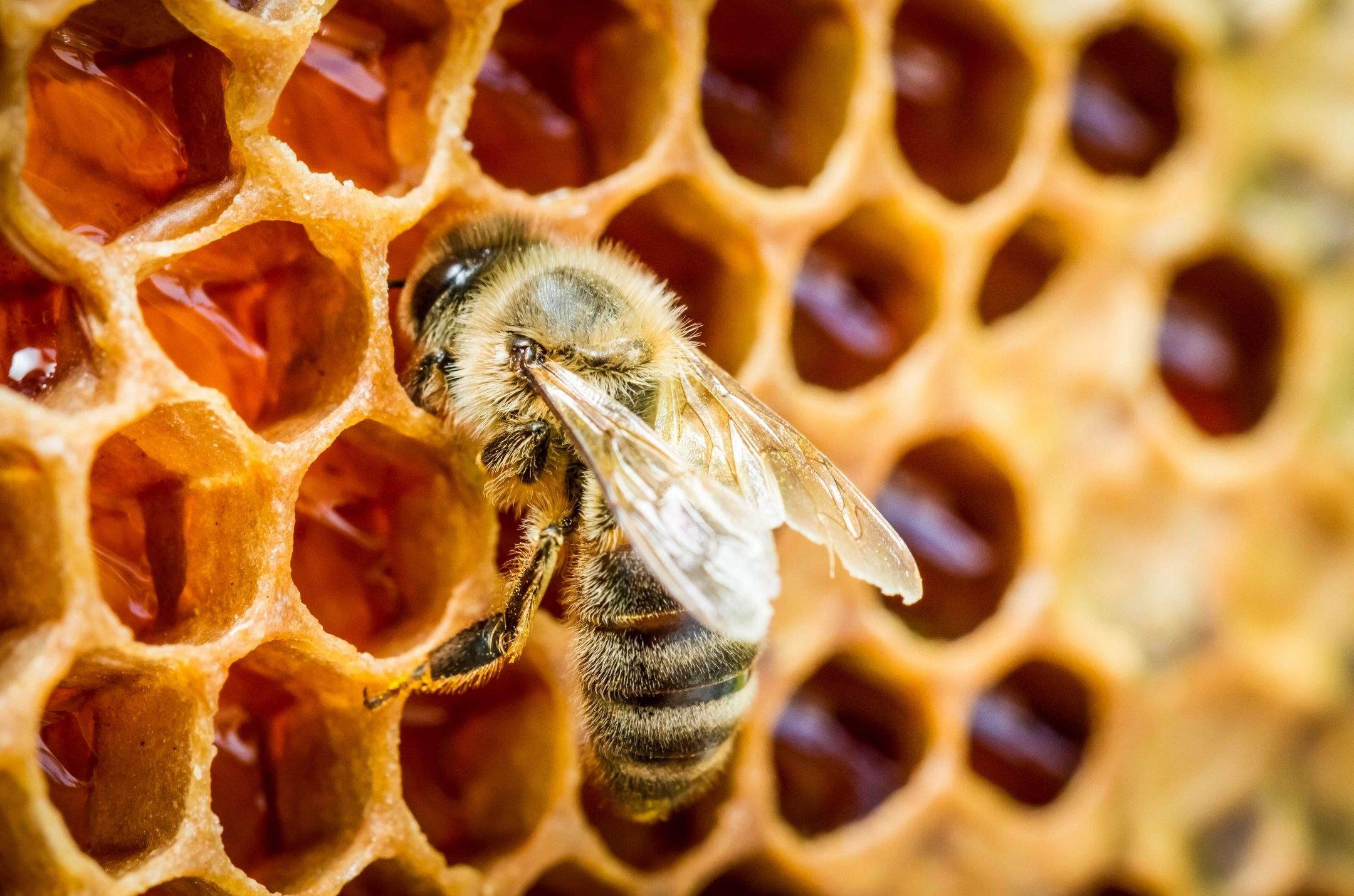 Close up of a honeybee on honeycomb bringing in nectar and making honey in the hive. 