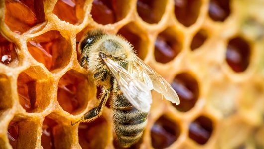 Bee in honeycomb