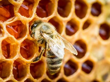 Honey bee on a frame of honey