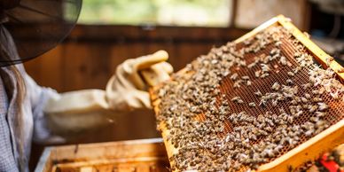 Beekeeper looking at a nest of honey bees