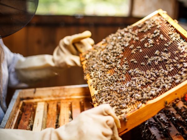 A beekeeper inspects a honeycomb frame full of bees.