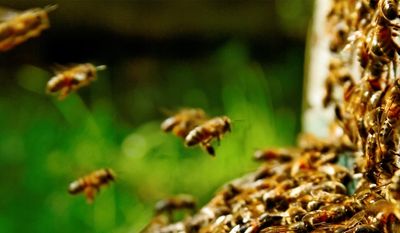Solomon’s wisdom on the ant colony: “Go to the ant… observe her ways and be wise.” (Proverbs 6:6–8)
