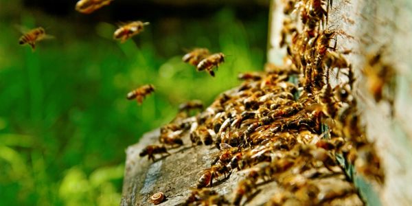 closeup shot of a many honey bees 