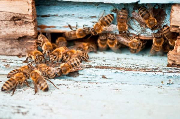 shop-bees