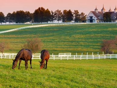 Two horses grazing in a green field near a white fence and a farmhouse at sunset.