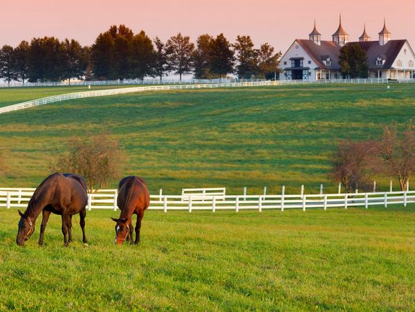 Two horses in a horse farm in Lexington, KY.