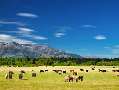 Cows grazing on a green field with mountains in the background.