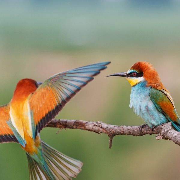 protecting biodiversity and ecosystems through waste to sustainable energy projects