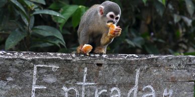A small monkey eating fruit while sitting on a stone wall with 'Entrada' written on it.