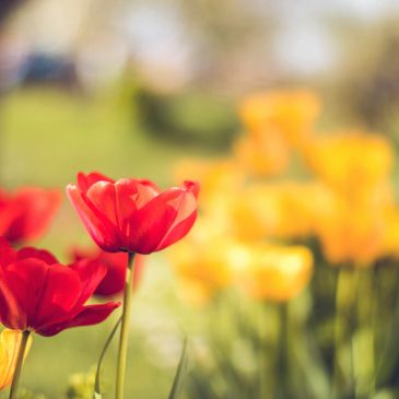 Red and yellow garden tulips