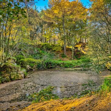 A tranquil forest pond surrounded by autumn foliage and trees under a clear blue sky.