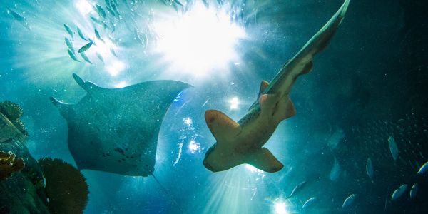 Underwater scene with a stingray and shark illuminated by sunlight.