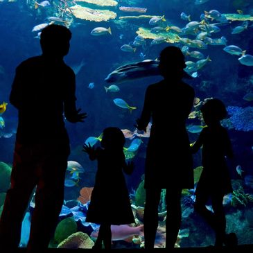 a family of four observing fish 