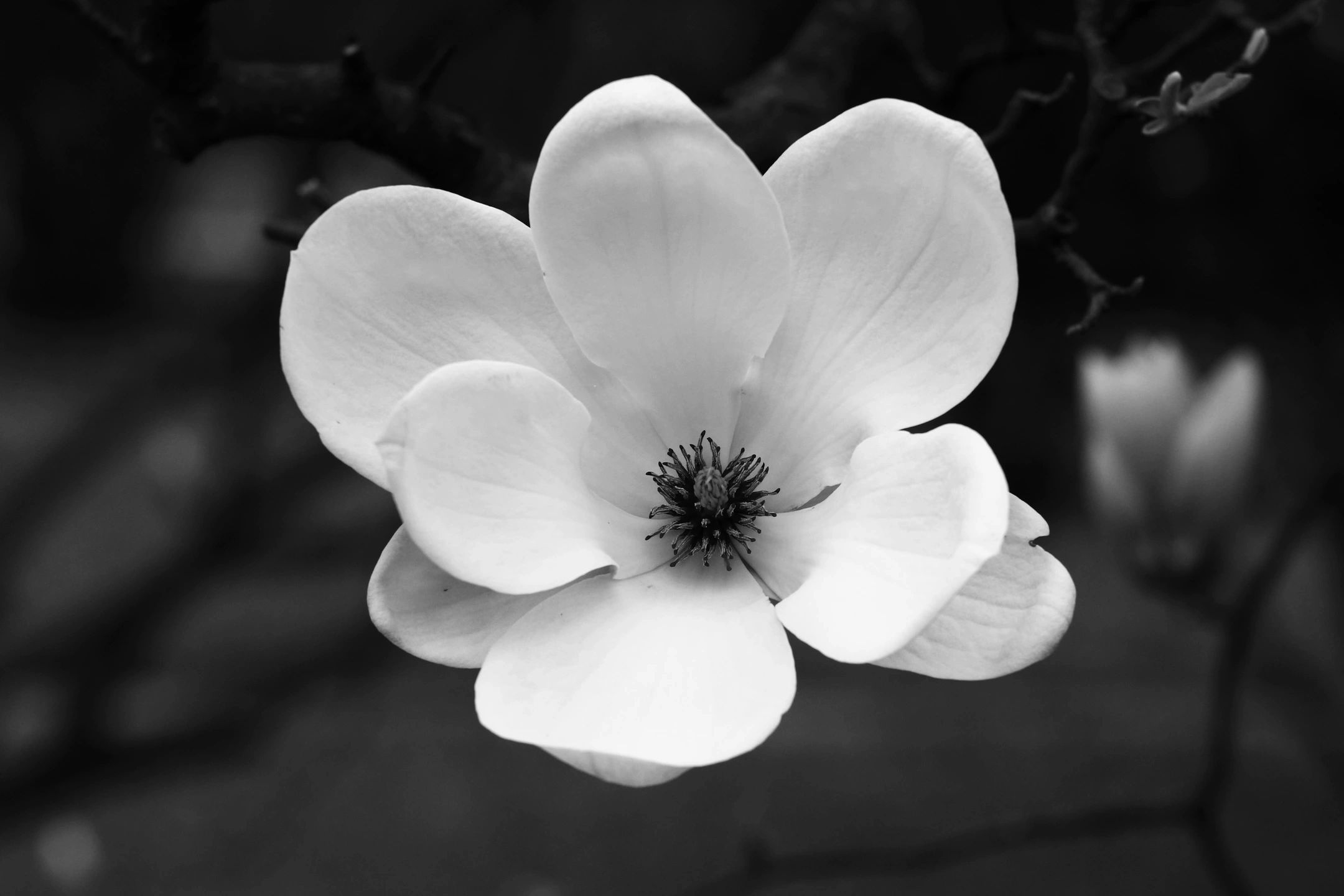 Magnolia 