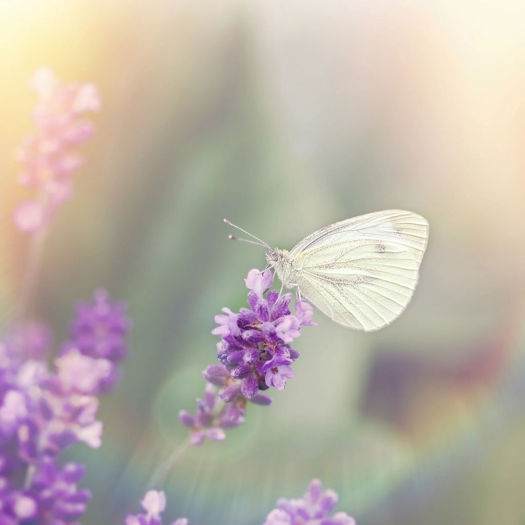 A delicate white butterfly perched on a vibrant purple flower in soft sunlight.