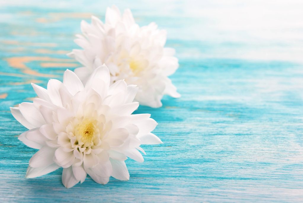 Two white flowers on a blue wooden surface.