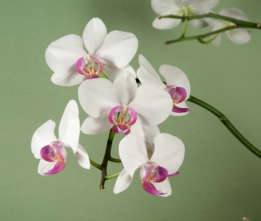 White orchids with pink centers against a green background.