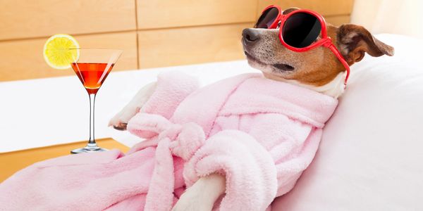 Small dog laying on it's back on a sofa, wearing a robe and sun glasses with a cocktail by it's side.