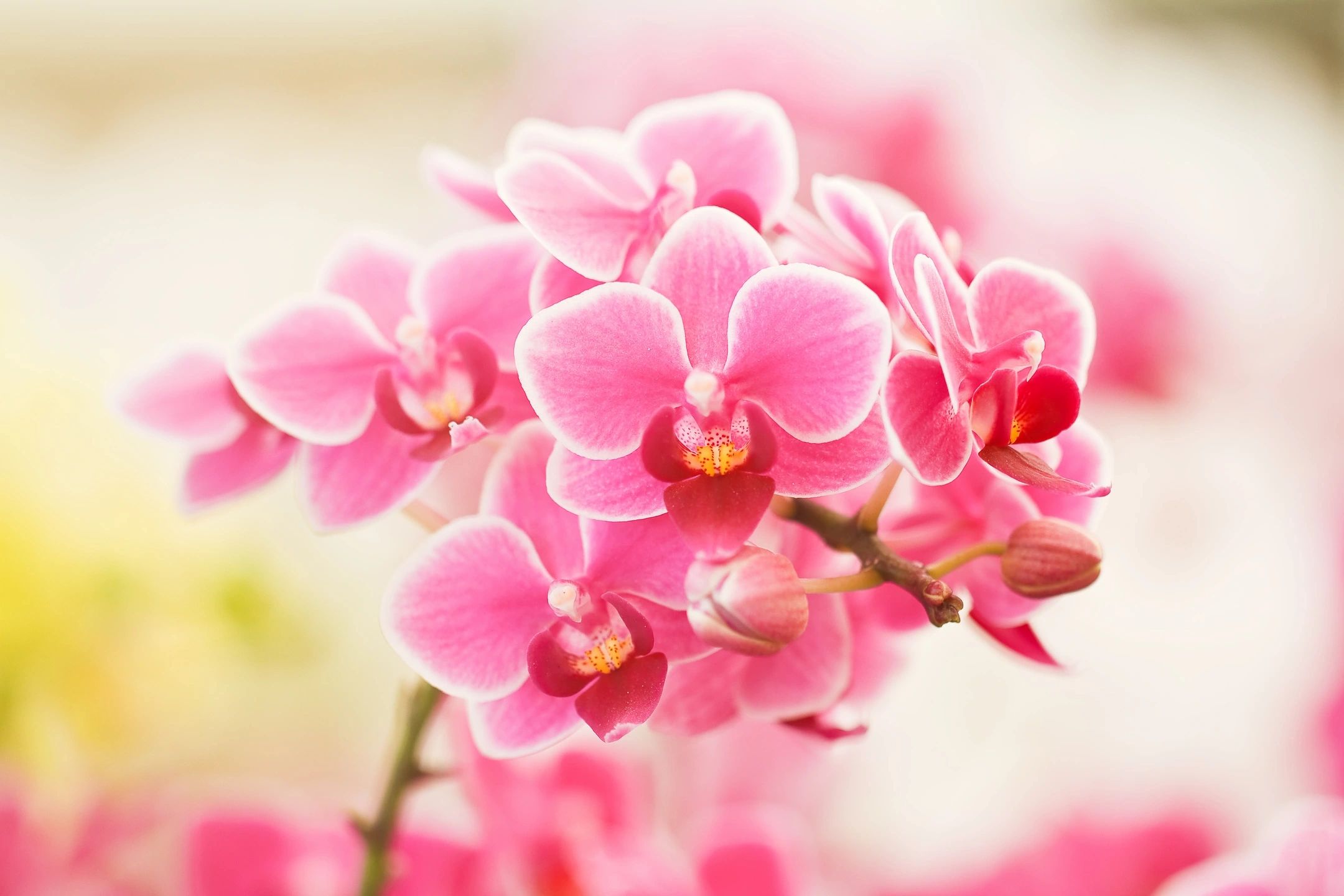 Key West Orchid Society